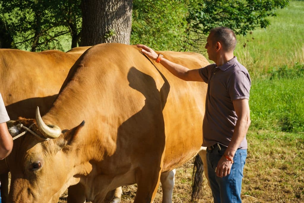 Ganadería propia de Gonzaba Madrid, José con un buey en la finca para eventos en el Barrio de Salamanca